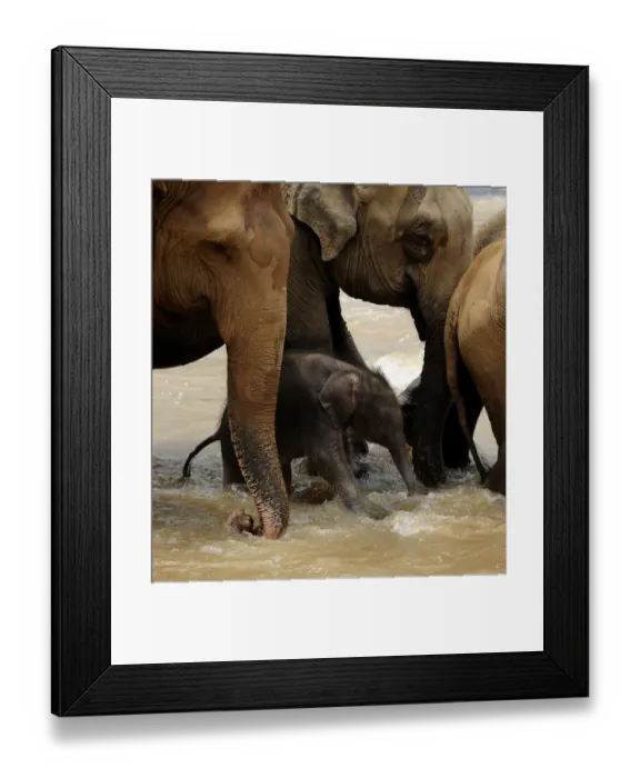Framed Print : Sri Lanka - Wildlife - Elephants