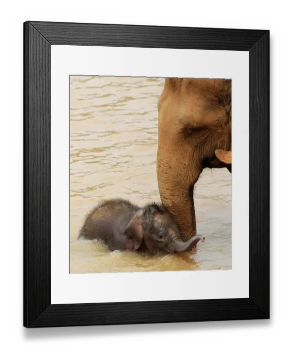Framed Print : Sri Lanka - Wildlife - Elephants
