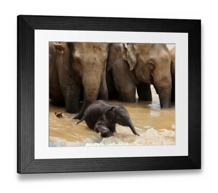 Framed Print : Sri Lanka - Wildlife - Elephants