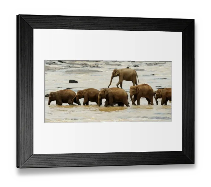 Framed Print : Sri Lanka - Wildlife - Elephants Framed Print : Sri Lanka - Wildlife - Elephants