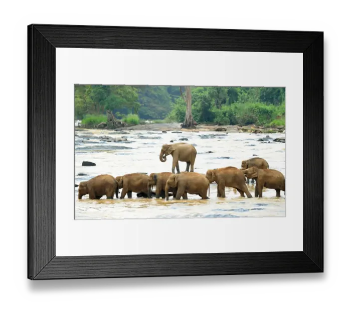 Framed Print : Sri Lanka - Wildlife - Elephants Framed Print : Sri Lanka - Wildlife - Elephants