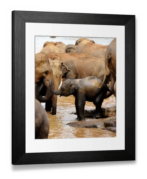 Framed Print : Sri Lanka - Wildlife - Elephants Framed Print : Sri Lanka - Wildlife - Elephants