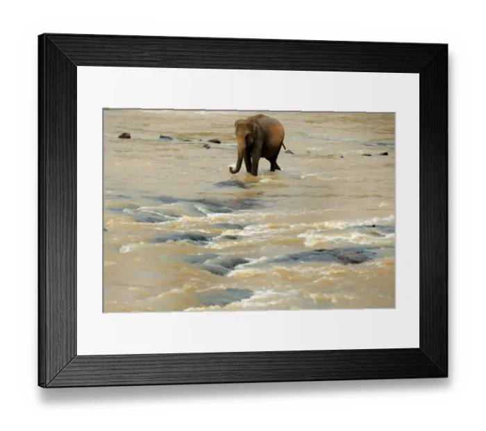 Framed Print : Sri Lanka - Wildlife - Elephants
