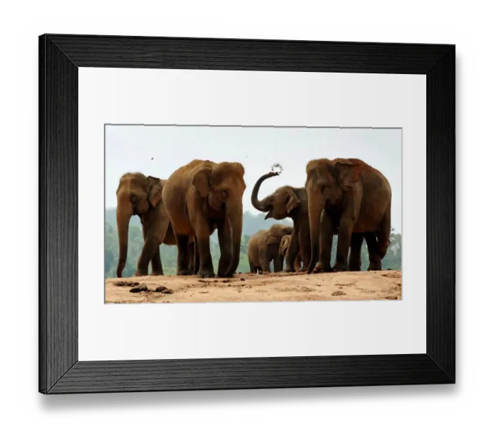 Framed Print : Sri Lanka - Wildlife - Elephants Framed Print : Sri Lanka - Wildlife - Elephants