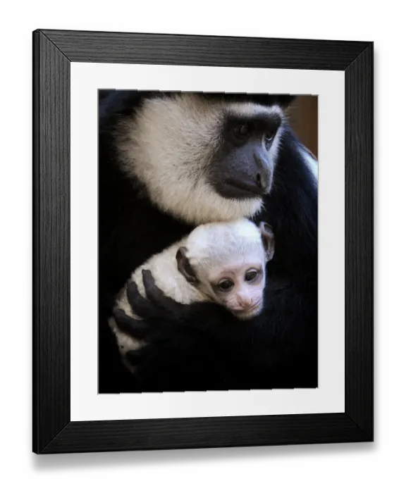 Framed Print : Topshots-Australia-Animal-Monkey-Colobus