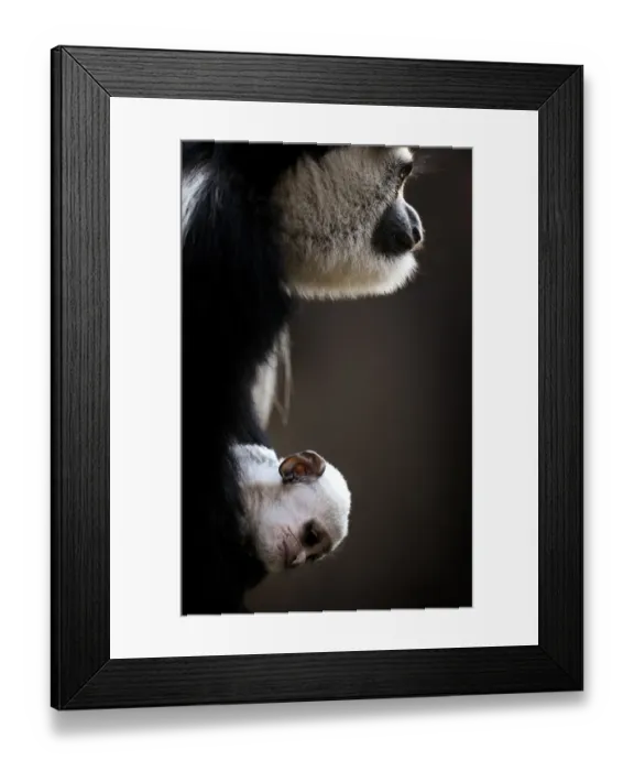 Framed Print : Australia-Animal-Monkey-Colobus Framed Print : Australia-Animal-Monkey-Colobus