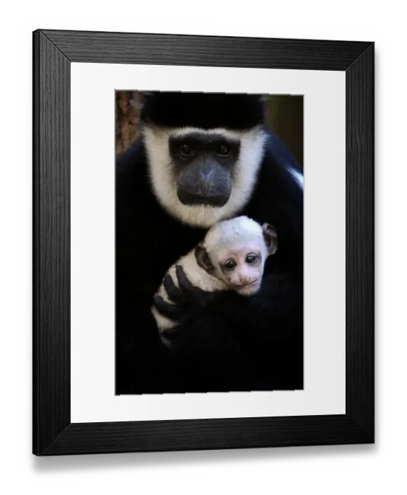 Framed Print : Australia-Animal-Monkey-Colobus
