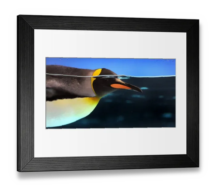 Framed Print : Australia-Animal-Penguin Framed Print : Australia-Animal-Penguin