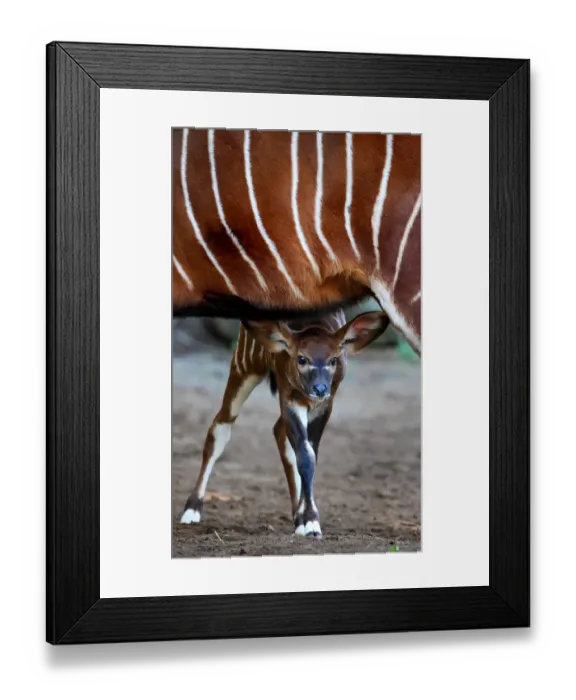 Framed Print : Australia-Animal-Bongo Framed Print : Australia-Animal-Bongo