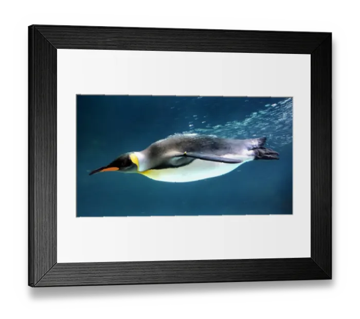 Framed Print : Australia-Animal-Penguin