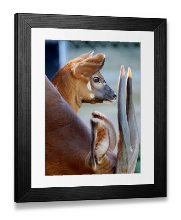 Framed Print : Australia-Animal-Bongo