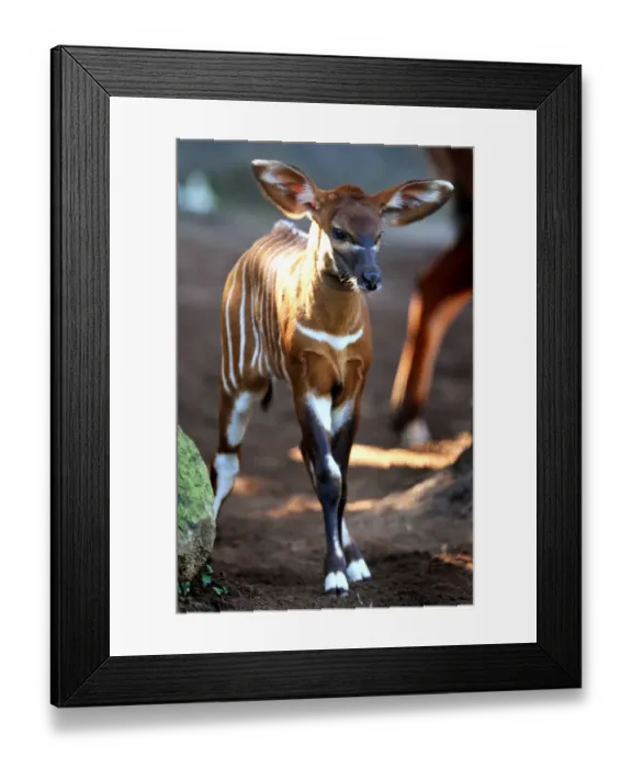Framed Print : Australia-Animal-Bongo Framed Print : Australia-Animal-Bongo