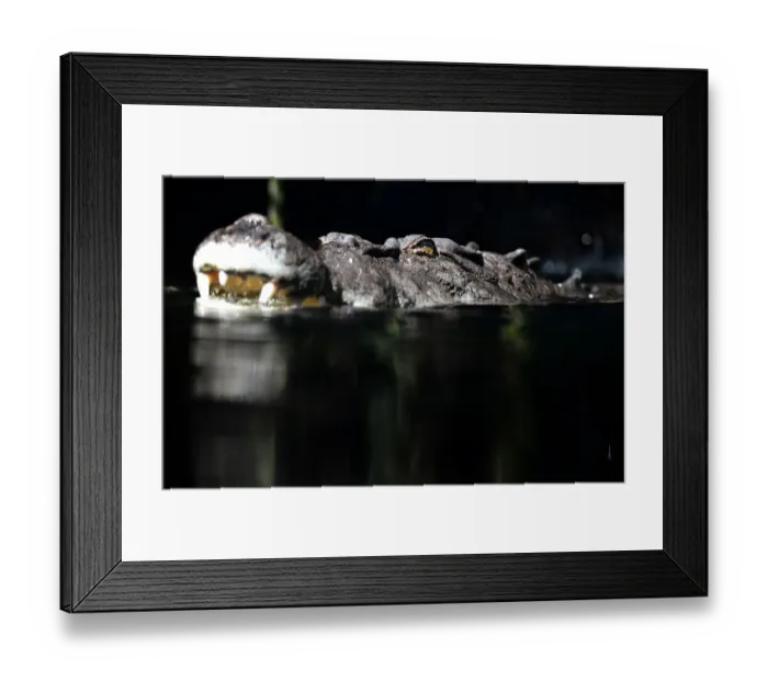 Framed Print : Australia-Animal-Crocodile Framed Print : Australia-Animal-Crocodile