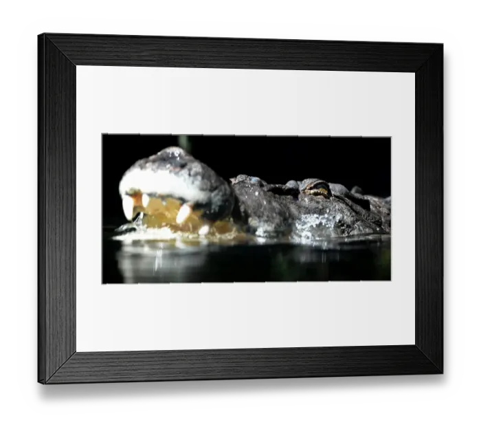 Framed Print : Australia-Animal-Crocodile Framed Print : Australia-Animal-Crocodile