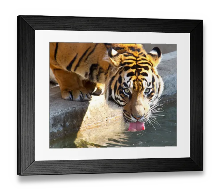 Framed Print : Us-Spring-Animal-Feature Framed Print : Us-Spring-Animal-Feature