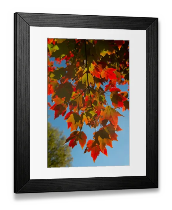 Framed Print : Usa-Washington Dc-Leaves