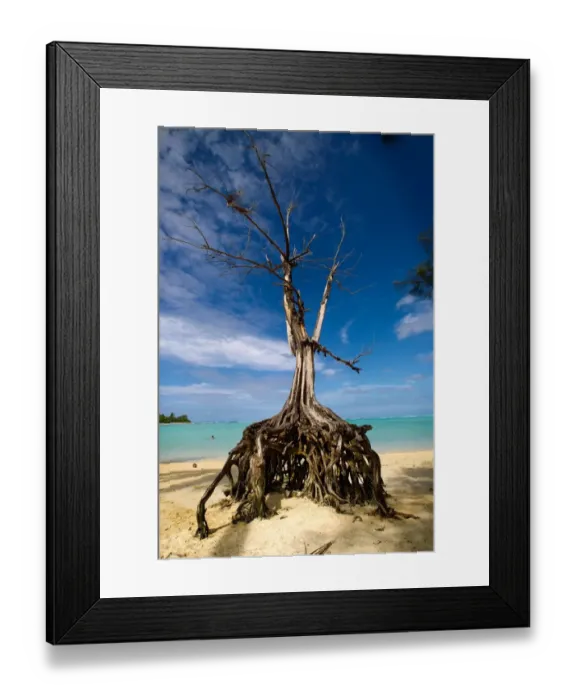 Framed Print : Pacific-Raritonga-Tree