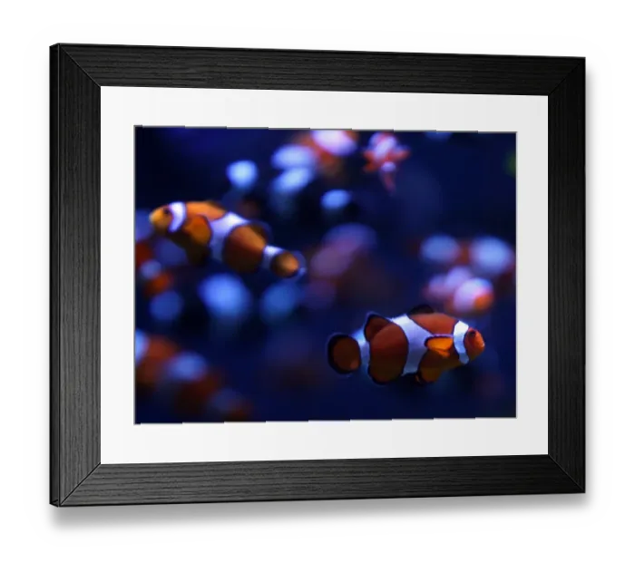 Framed Print : Us-Feature-Aquarium of Pacific-Clownfish