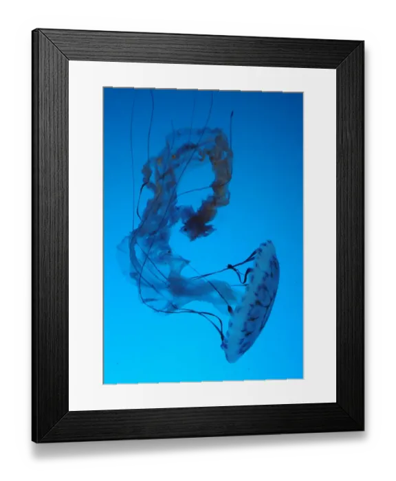 Framed Print : Us-Tourism-Ocean-Aquarium