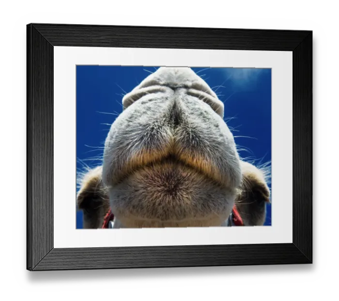 Framed Print : Mexico-Tourism-Camels