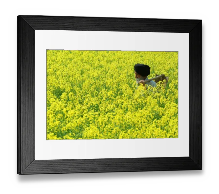 Framed Print : India-Economy-Mustard