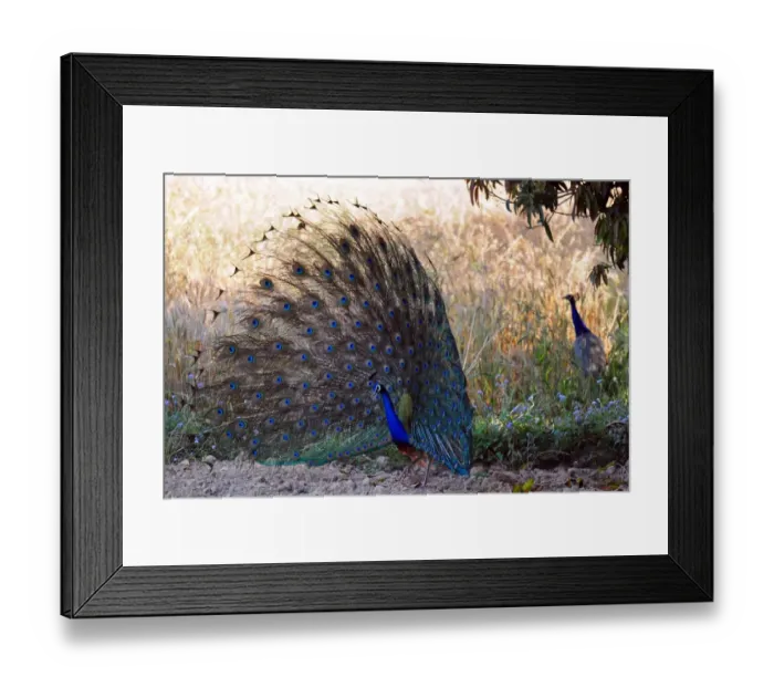 Framed Print : India-Animal-Peacock Framed Print : India-Animal-Peacock