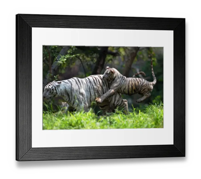 Framed Print : India-Animal-Tiger-Zoo Framed Print : India-Animal-Tiger-Zoo