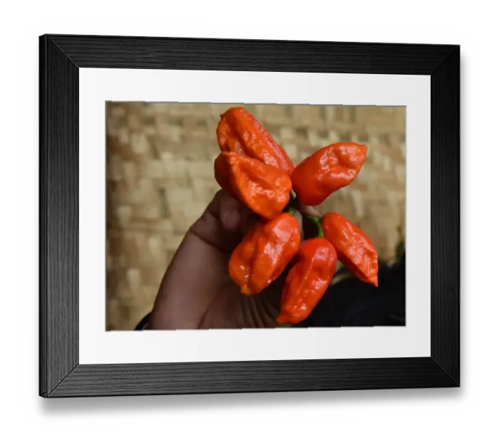 Framed Print : India-Lifestyle-Organic-Chilli
