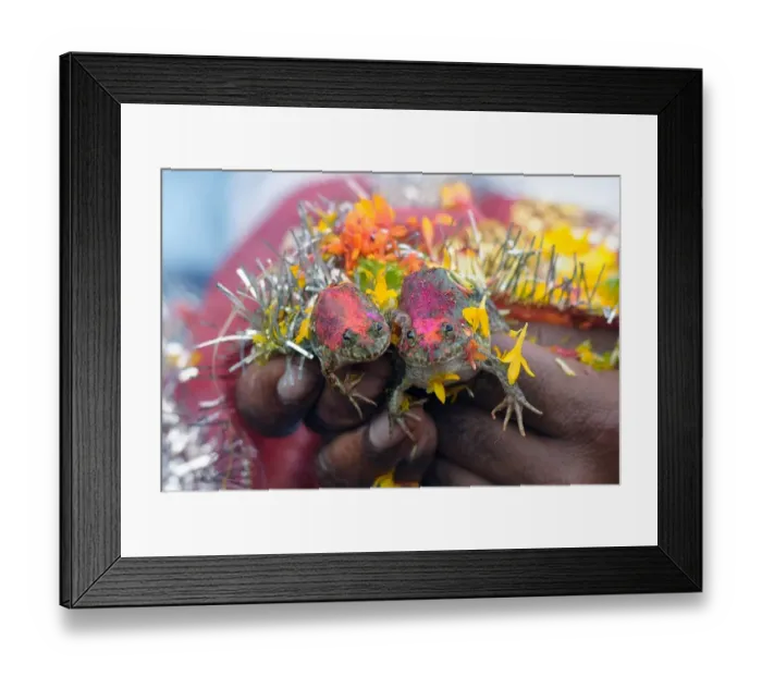 Framed Print : TOPSHOTS The wedding of two frogs, arranged by farmers seeking rainfall, is performed Framed Print : TOPSHOTS The wedding of two frogs, arranged by farmers seeking rainfall, is performed