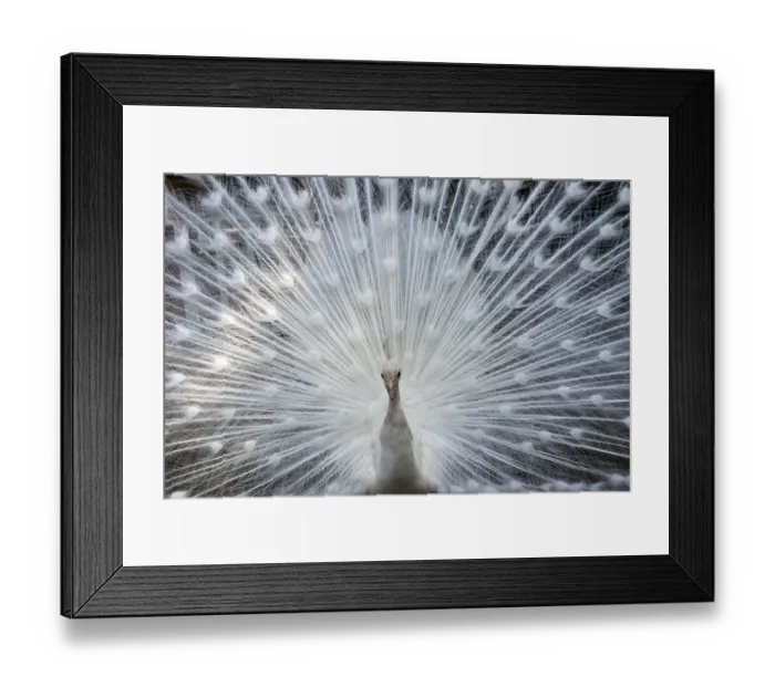 Framed Print : Japan-Animal-Peacock