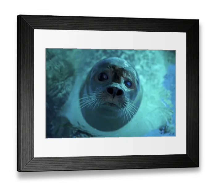 Framed Print : Serbia-Animal-Seal-Zoo
