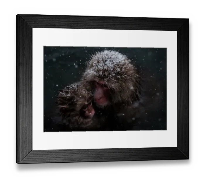 Framed Print : Japan-Nature-Snow Monkey