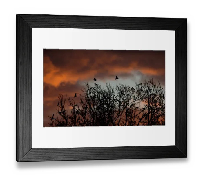 Framed Print : Germany-Weather-Feature-Birds