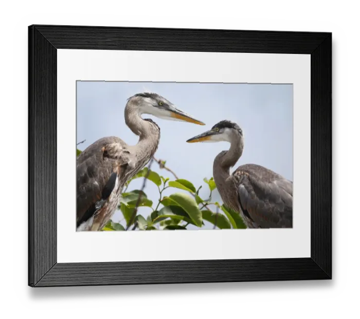 Framed Print : Us-Enviroment-Animal-Birds