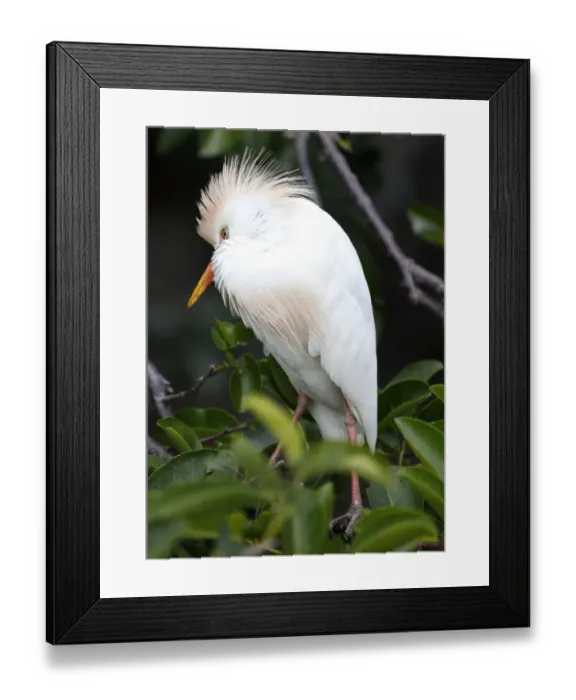 Framed Print : Us-Enviroment-Animal-Birds