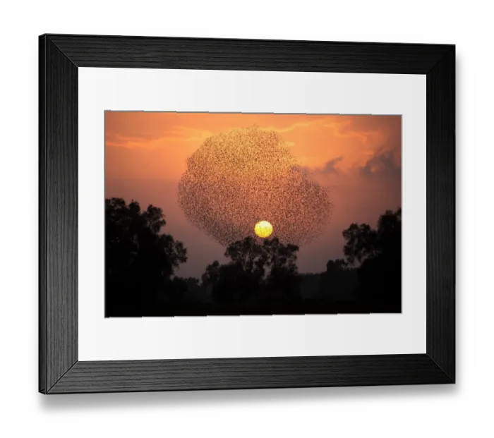 Framed Print : Israel-Birds-Starlings-Murmuration Framed Print : Israel-Birds-Starlings-Murmuration