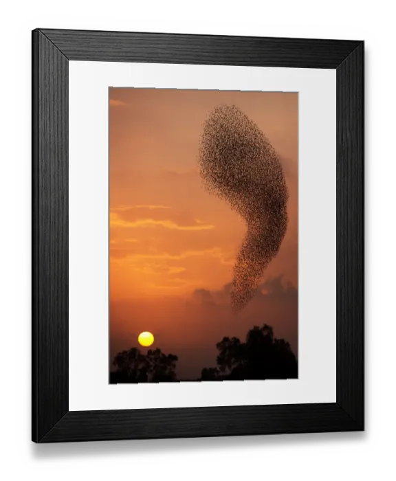 Framed Print : Israel-Birds-Starlings-Murmuration