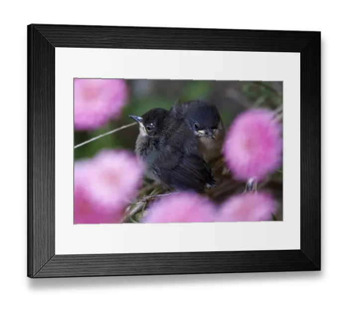 Framed Print : France-Nature-Birds