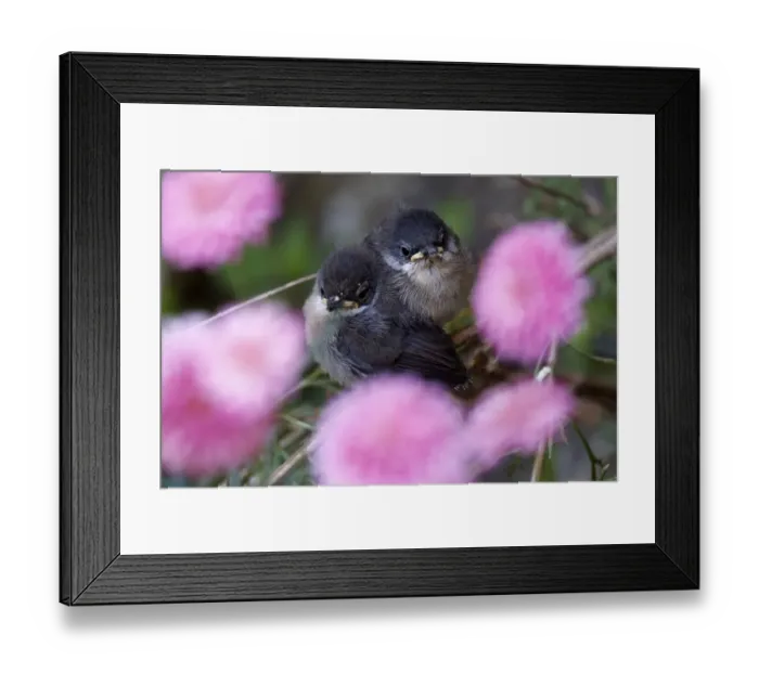 Framed Print : France-Nature-Birds