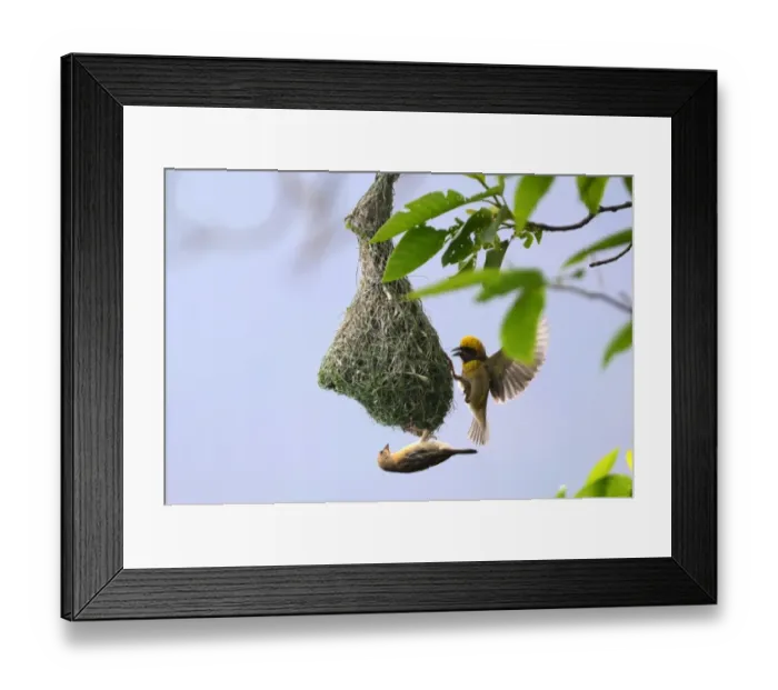 Framed Print : NEPAL-BIRD Framed Print : NEPAL-BIRD