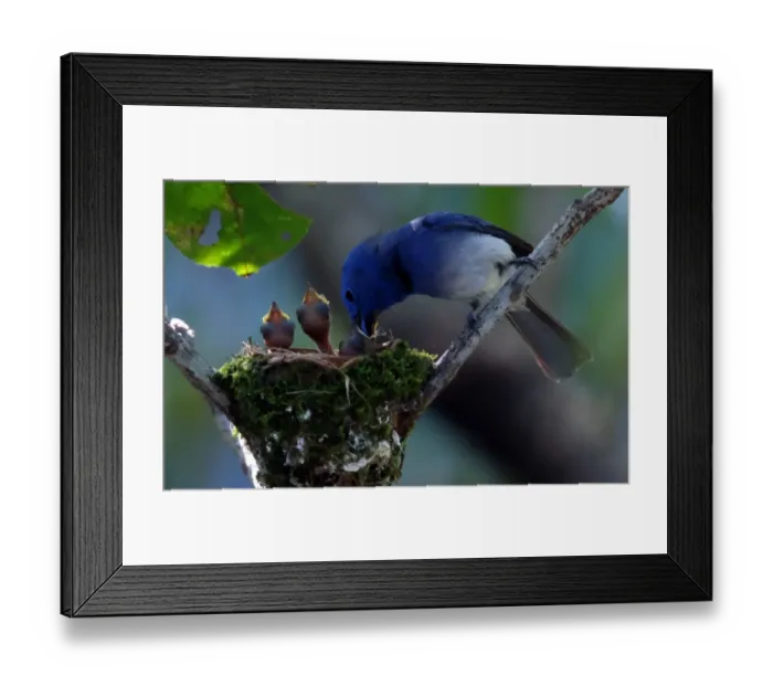 Framed Print : Taiwan-Animal-Birds