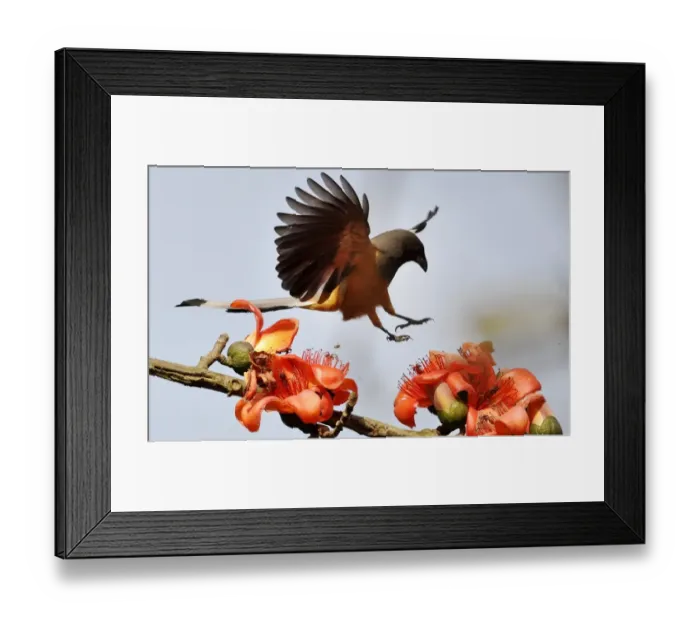 Framed Print : India-Wildlife-Bird