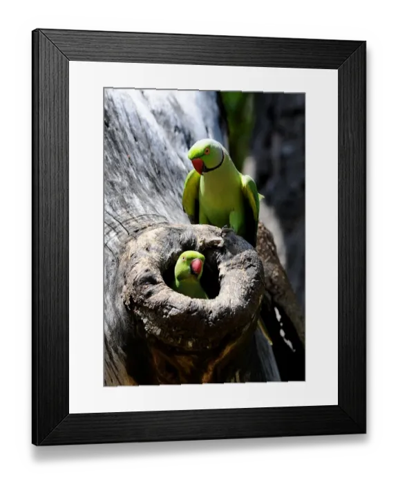 Framed Print : Sri Lanka-Environment-Birds Framed Print : Sri Lanka-Environment-Birds