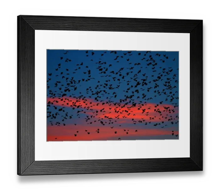 Framed Print : Flocks of ravens from northern Poland and Russia arrive in the southern Czech town Framed Print : Flocks of ravens from northern Poland and Russia arrive in the southern Czech town