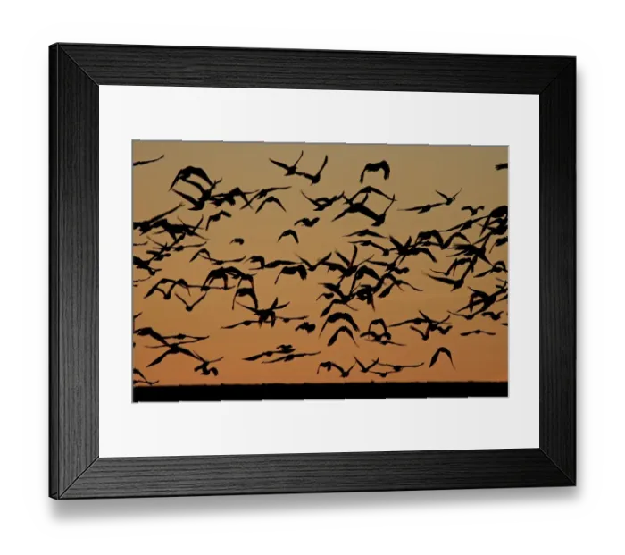 Framed Print : Flocks of ravens from northern Poland and Russia arrive in the southern Czech town Framed Print : Flocks of ravens from northern Poland and Russia arrive in the southern Czech town