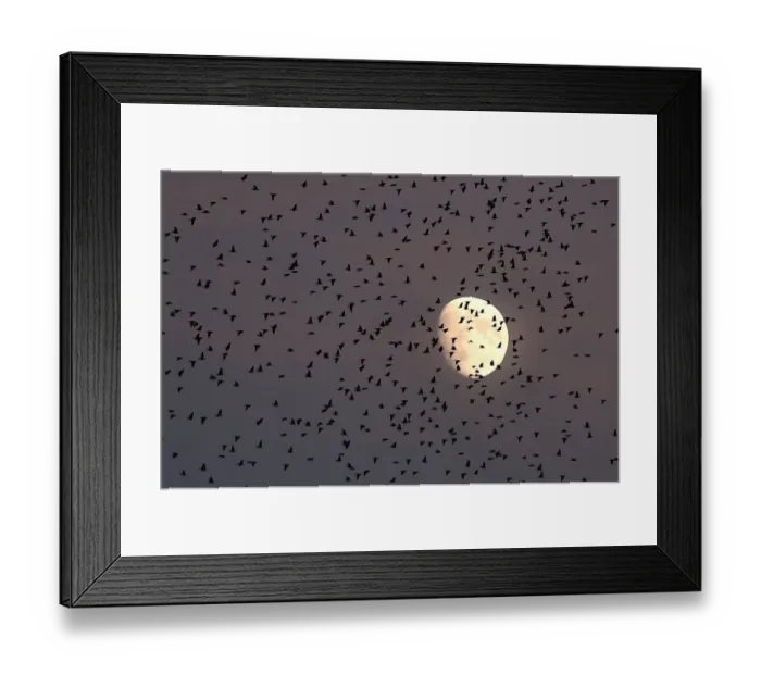 Framed Print : Italy-Birds-Starlings-Feature Framed Print : Italy-Birds-Starlings-Feature
