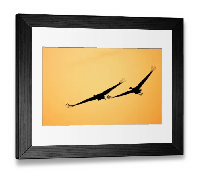 Framed Print : Flying Sunset Crane Pair
