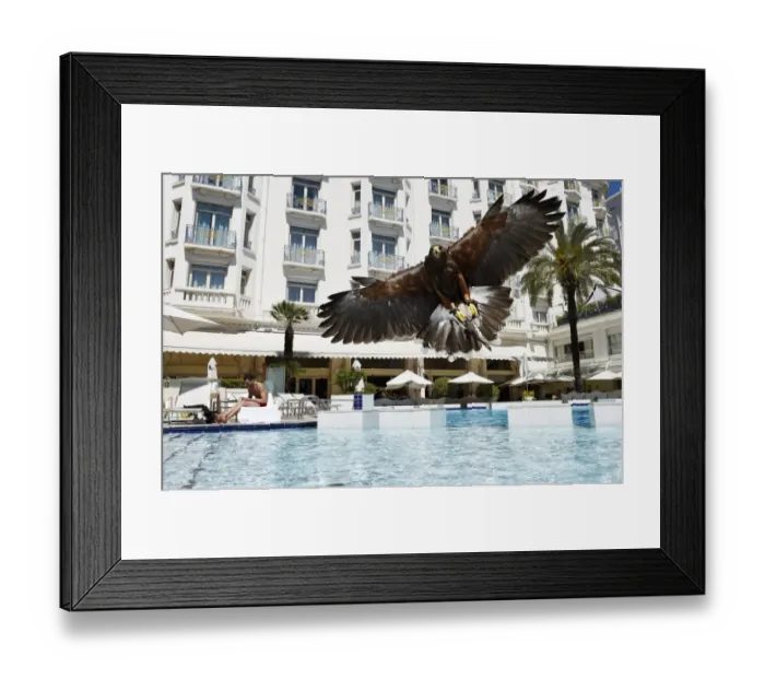 Framed Print : A hawk used to scare away nuisance bird populations such as pigeons and seagulls