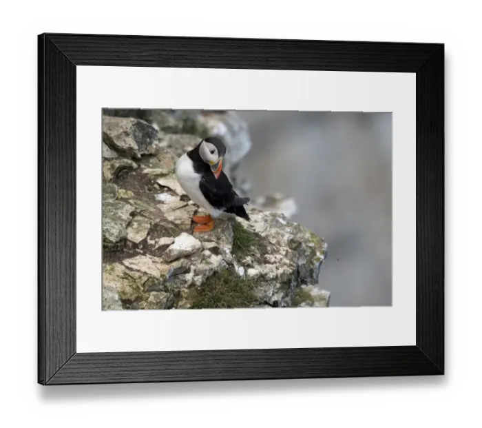 Framed Print : Britain-Animal-Wildlife-Birds Framed Print : Britain-Animal-Wildlife-Birds