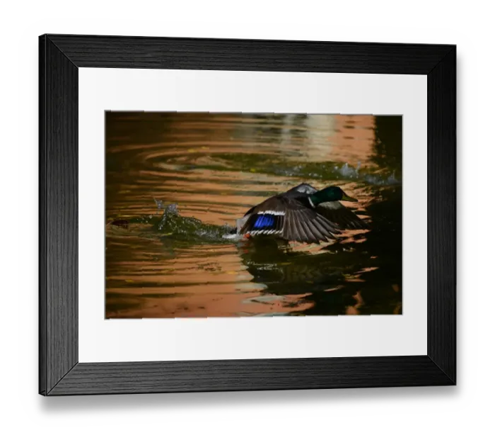 Framed Print : Italy-Animal-Duck-Feature Framed Print : Italy-Animal-Duck-Feature